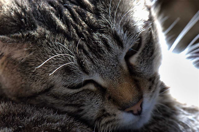 Siamese cat Fran super close-up