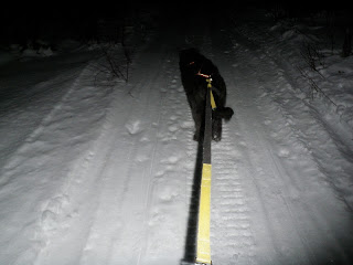 skida hund