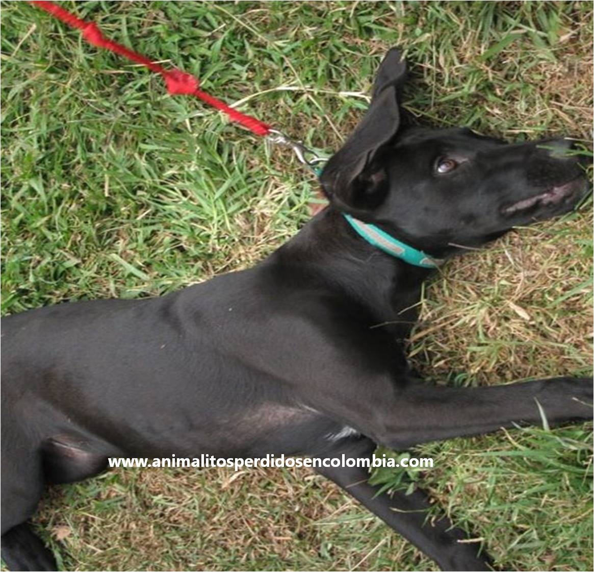 animalitos perdidos en colombia encontrada medellin cachorra labradora negra piscina olimpica