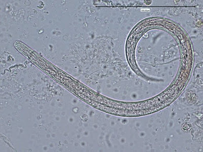 NOTRANJI PARAZITI PRI PSIH Strongyloides%2Bstercoralis%2B9