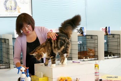 Cavallino 猫 ねこ ネコ キャットショーに行ってきました キャベツとレタスの場合