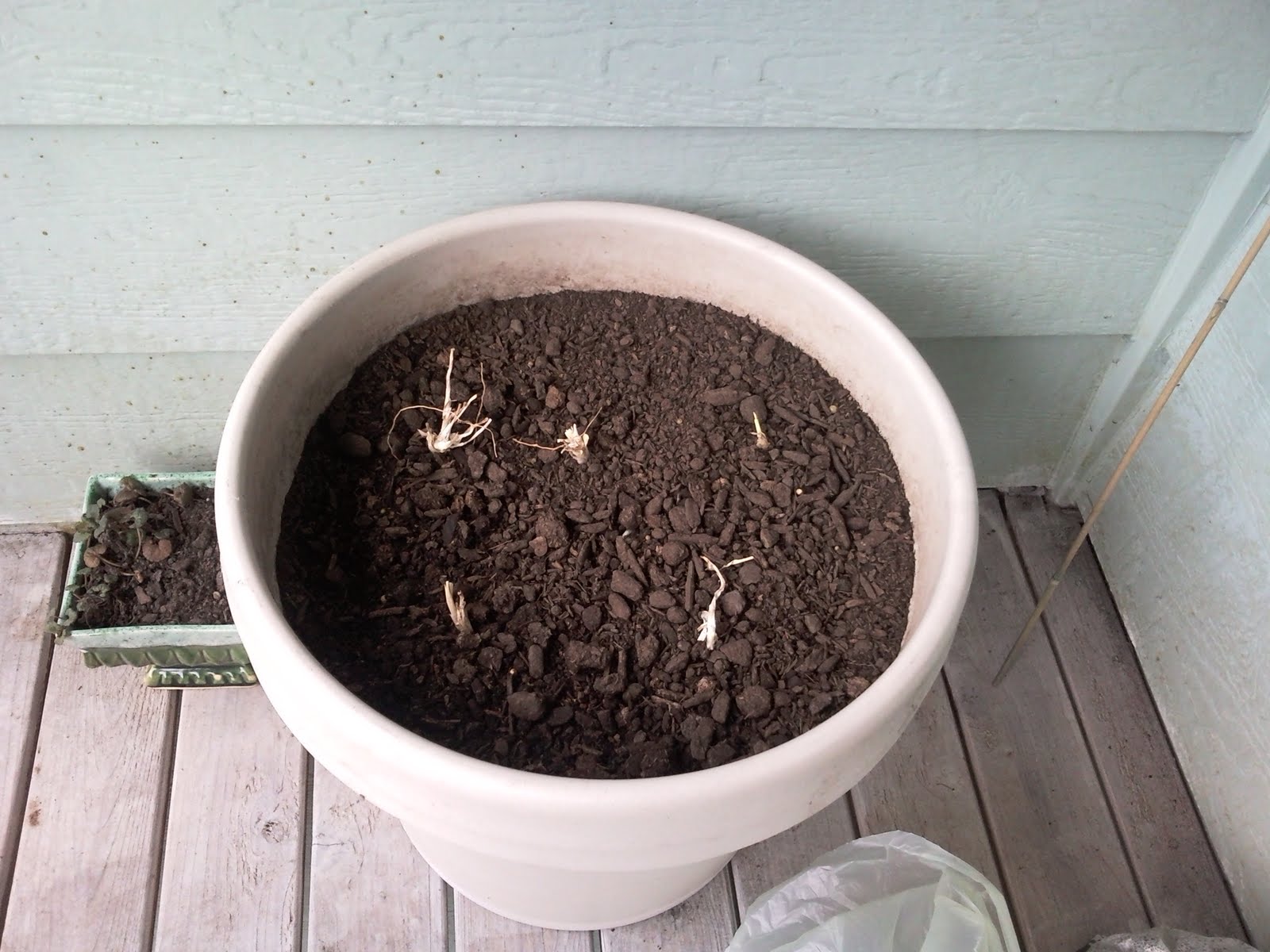 Digging It ! Tuberose in a container