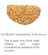 Ek Mukhi Rudraksha