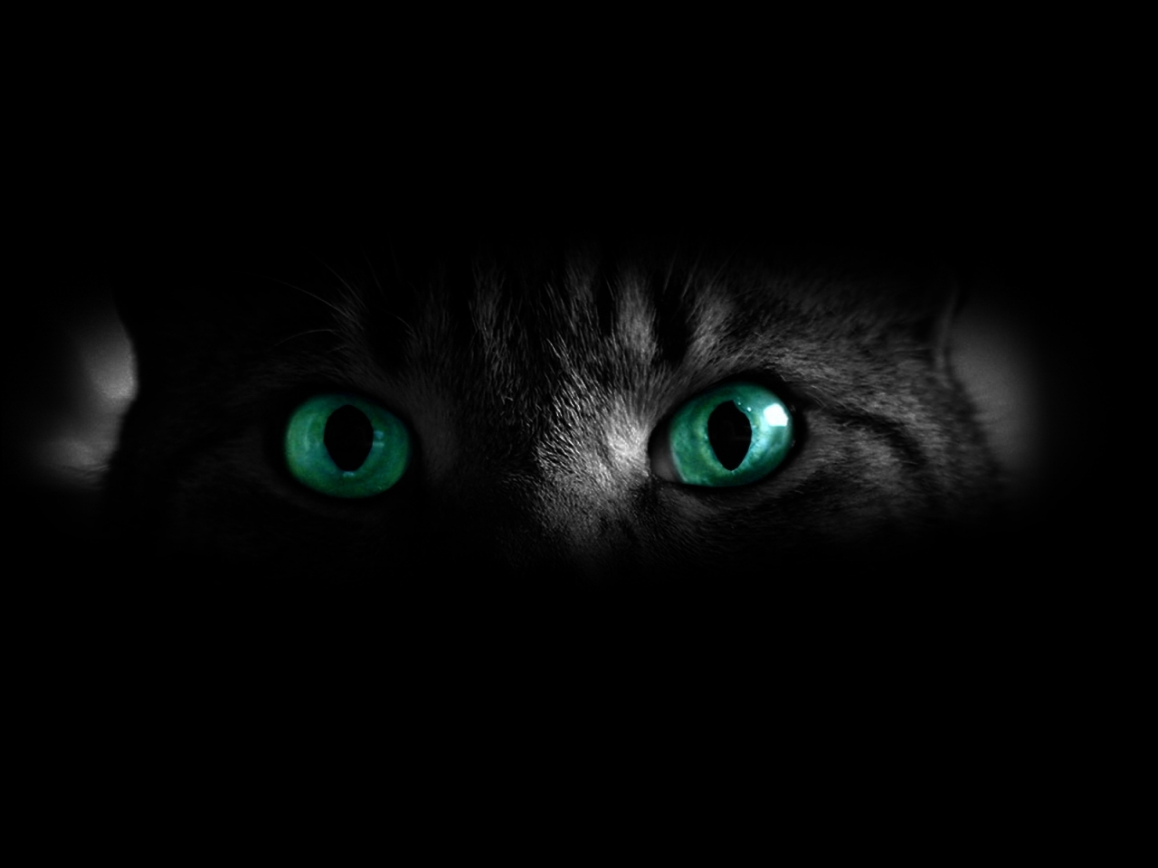 jardim de luzes: Olhos de gato
