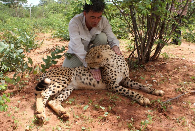 Cheetahs Pets Cute and Docile