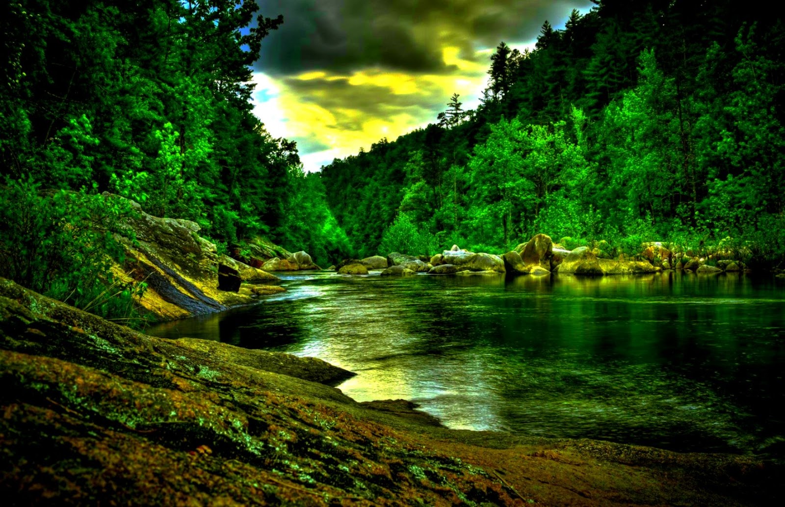 Beautiful Forest with River Beautiful Forest with River
