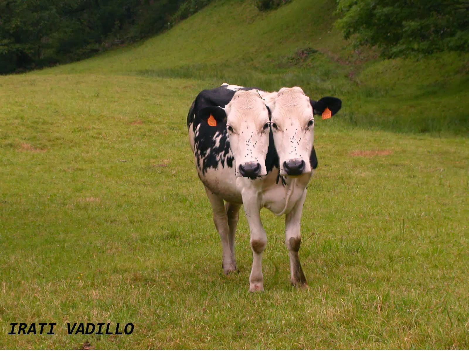 Santiago del Estero nació un ternero con dos cabezas(v... en Taringa!