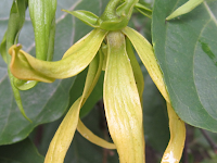 cananga flower or ylang ylang flower