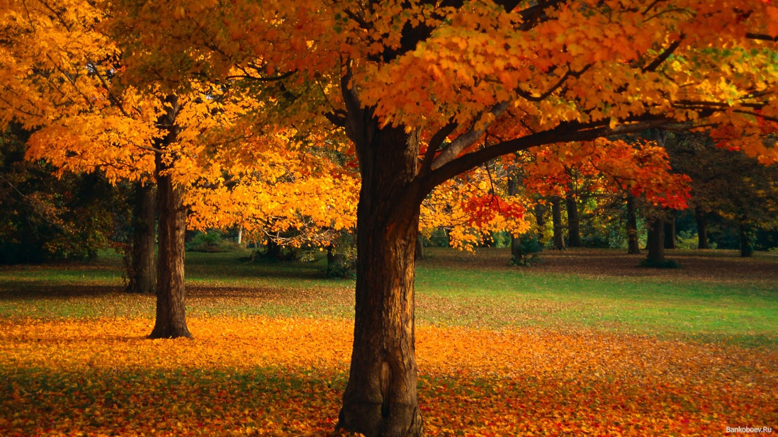 Da click aquí y veras mas wallpapers de otoño