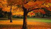 De click aquí y vera mas wallpapers de otoño hermosos arboles en la epoca de otoã±o