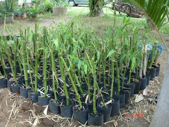 Bamboo Against Emissions: BAMBOO GROWING & PROPAGATION