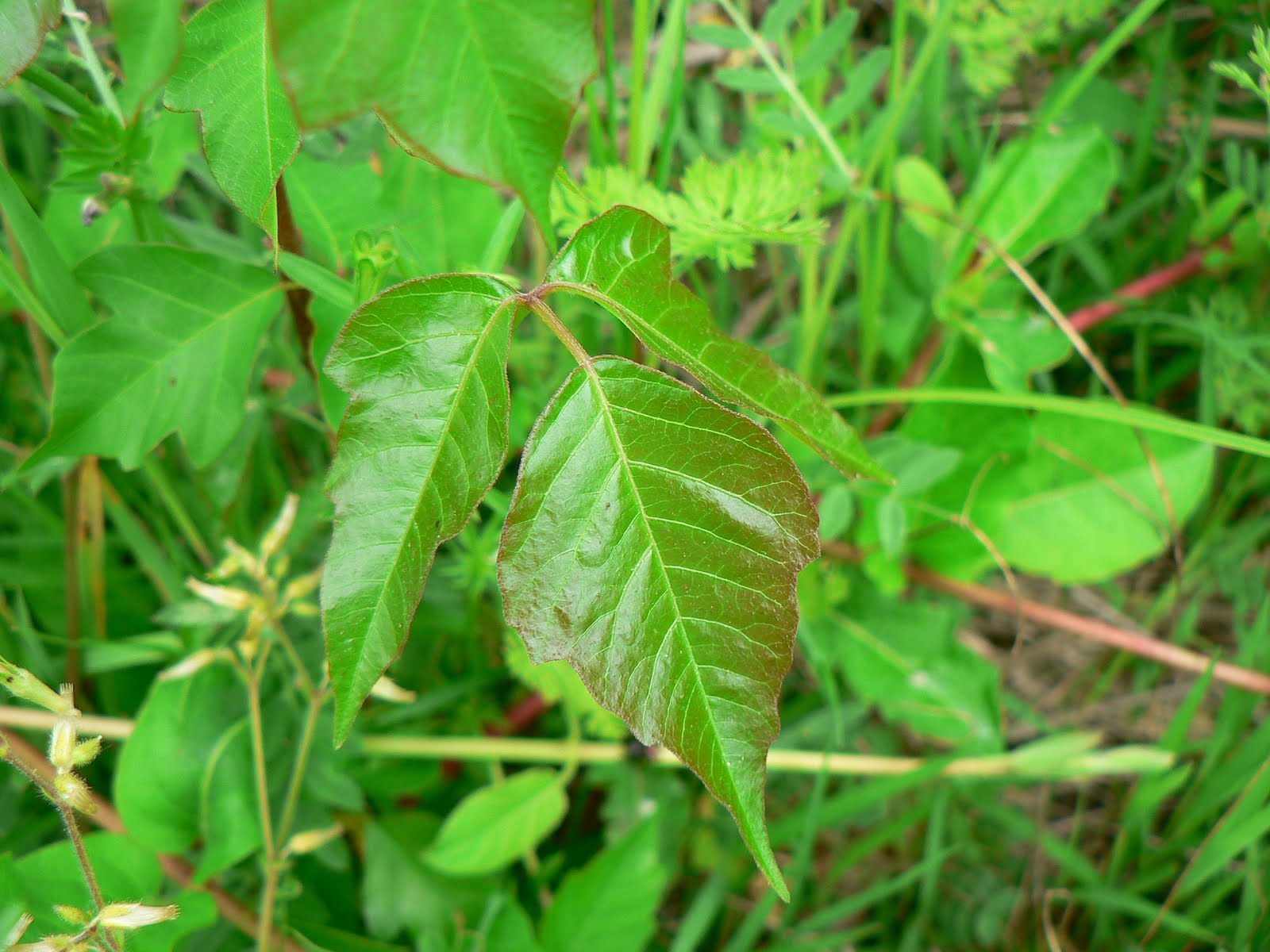 SwampThings Leaves of Three?