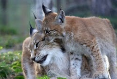 STOP HUNTING OF LYNX IN SWEDEN