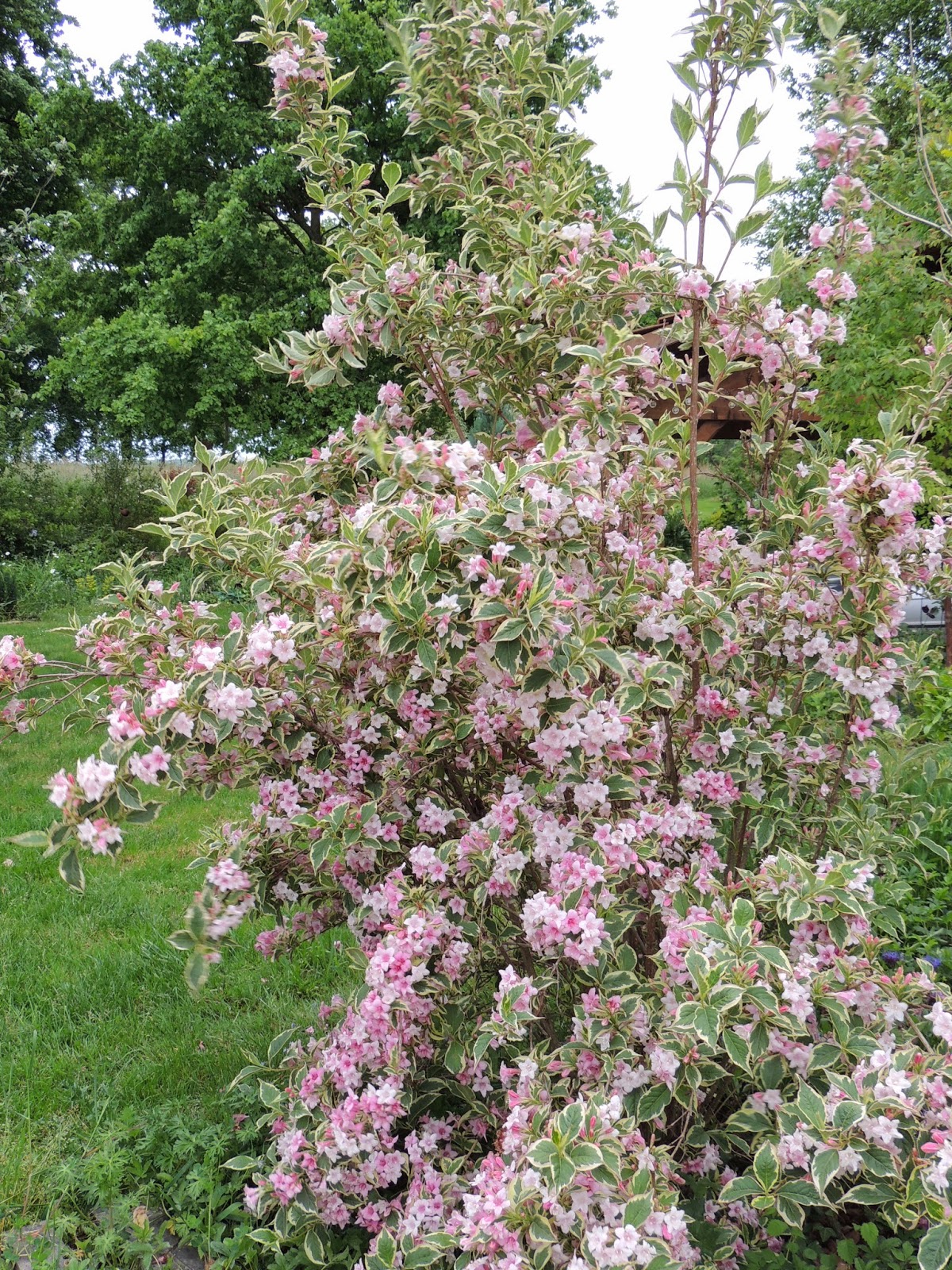 Weigela Nana Junglekey Fr Image