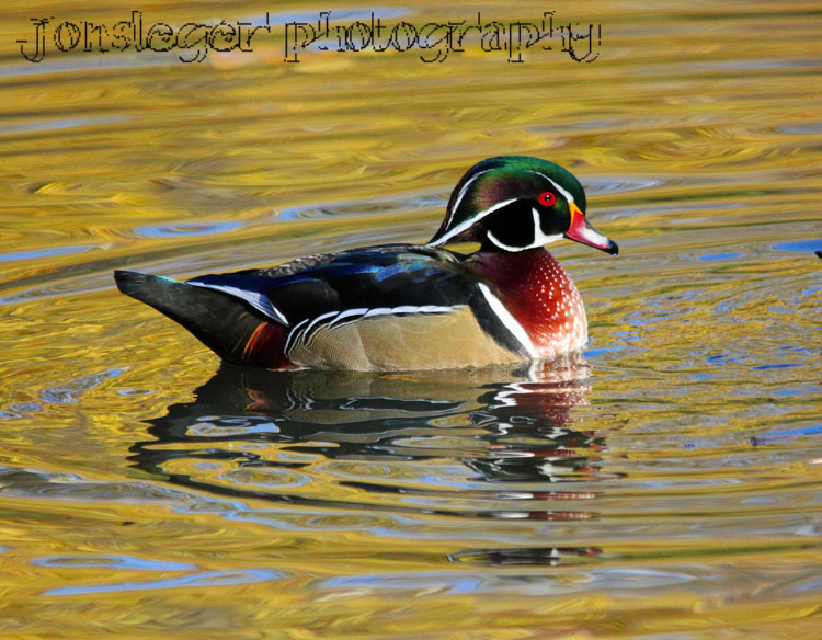 Northern Illinois Birder Wood Ducks on the Alfred Caldwell Lilly Pond