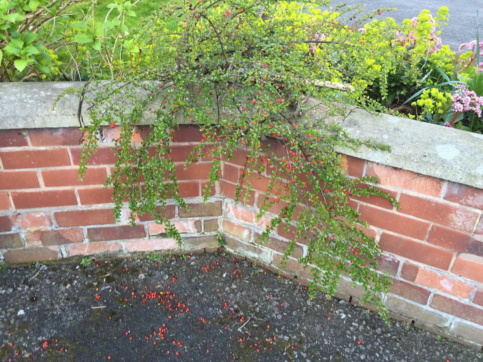 Plants Blog Cotoneaster Horizontalis Cotoneaster