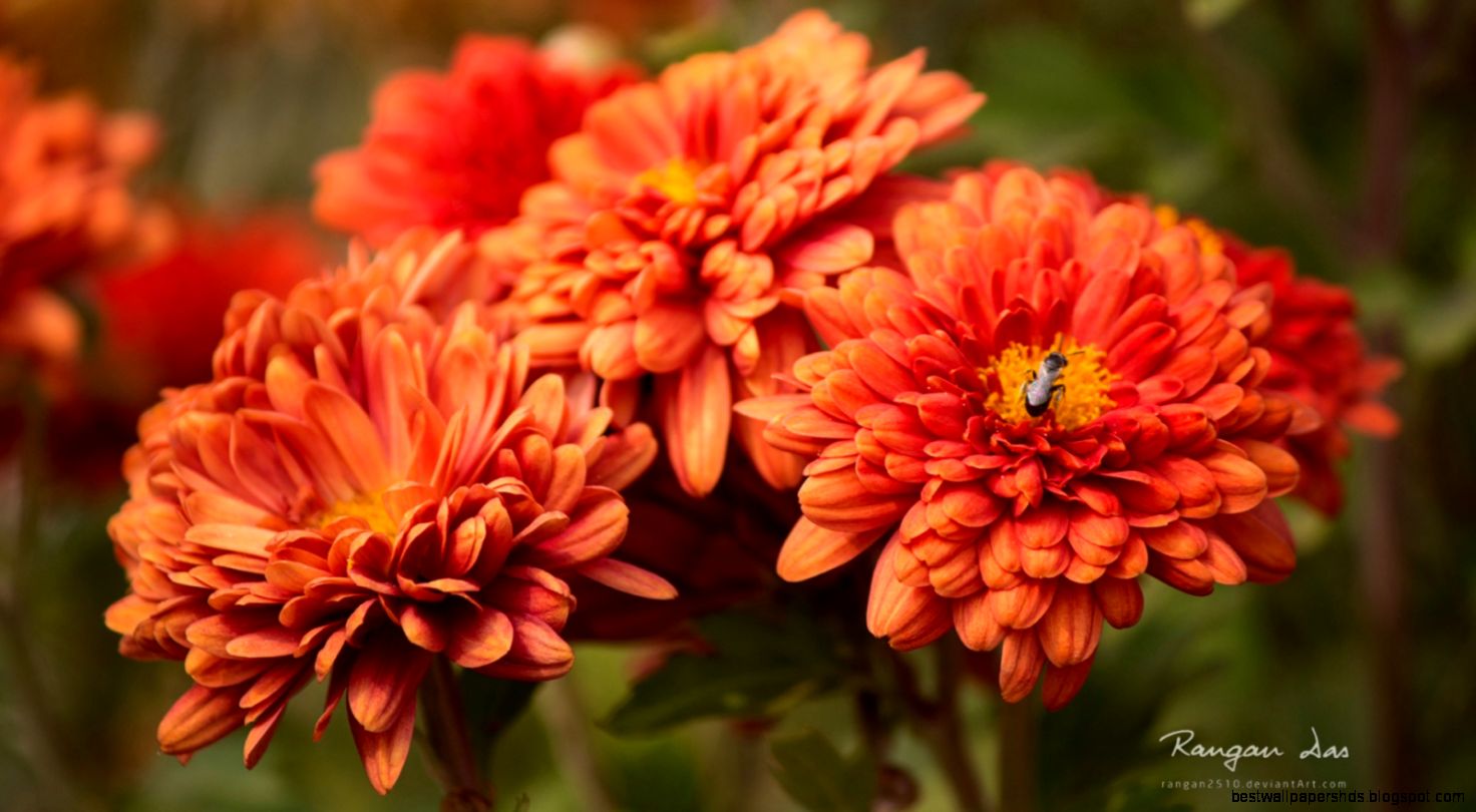 Bug Blossom Wallpapers HD Wallpapers Bug Blossom Wallpapers HD Wallpapers