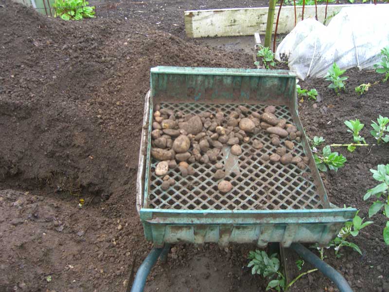 Allotment Garden The way I get rid of couch grass (Elymus repens)
