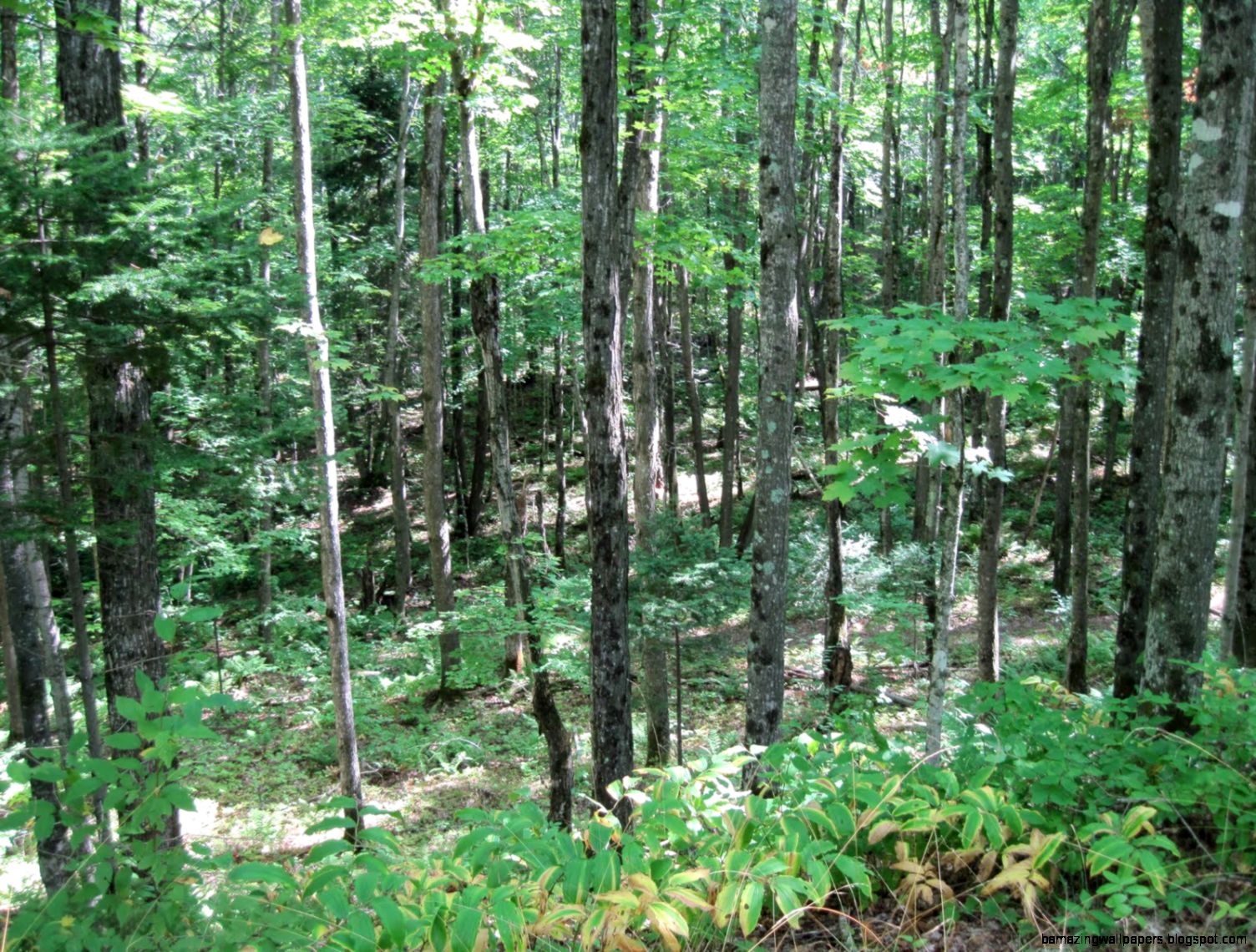 Real Forest Animals Images For the forest animals use Real Forest Animals Images For the forest animals use