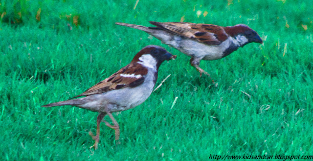 common sparrow pbel city