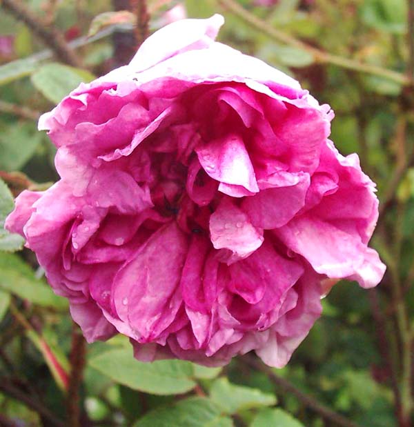 Freude Am Garten Gartentagebuch Anfang April