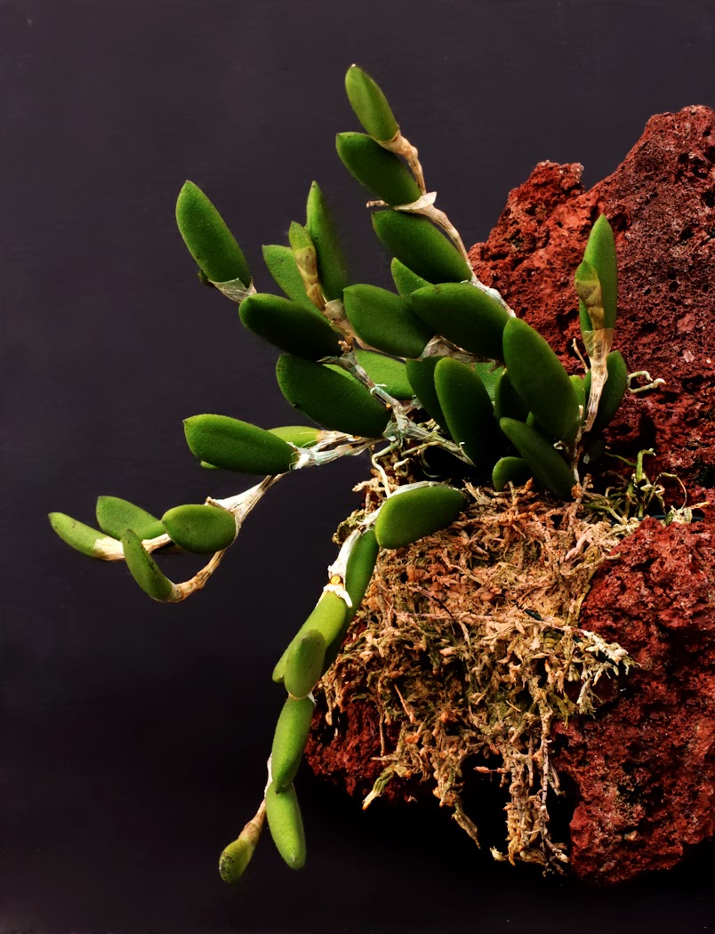 Angraecums... LAVA ROCK as a potting medium... PROS & CONS