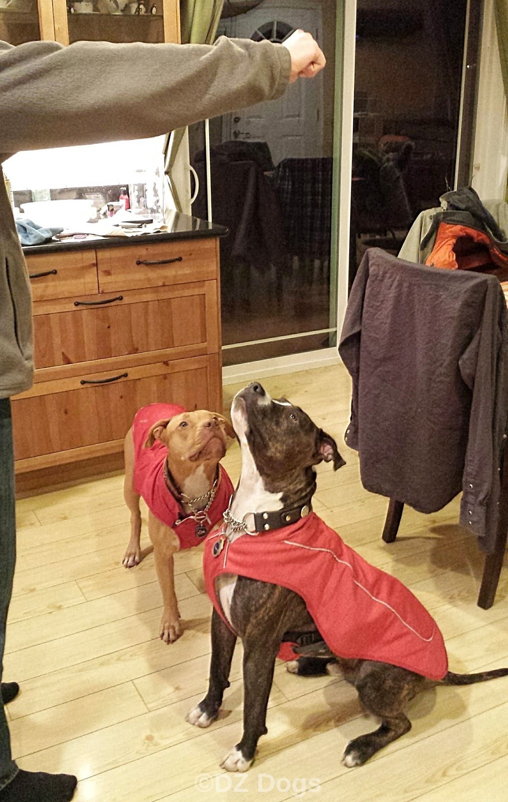 DZ's Adventures Chicken Hearts for Dogs