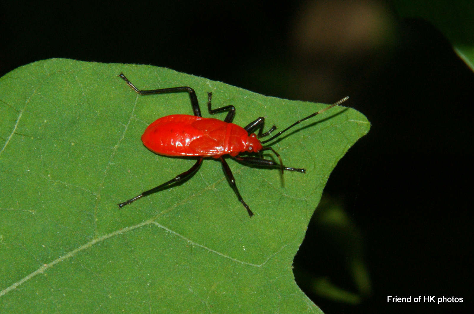 Photographic Wildlife Stories in UK/Hong Kong Insects Are Everywhere