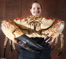 أكبر سرطان في العالم تزن أكثر من 5 كغم Largest+Crab+03
