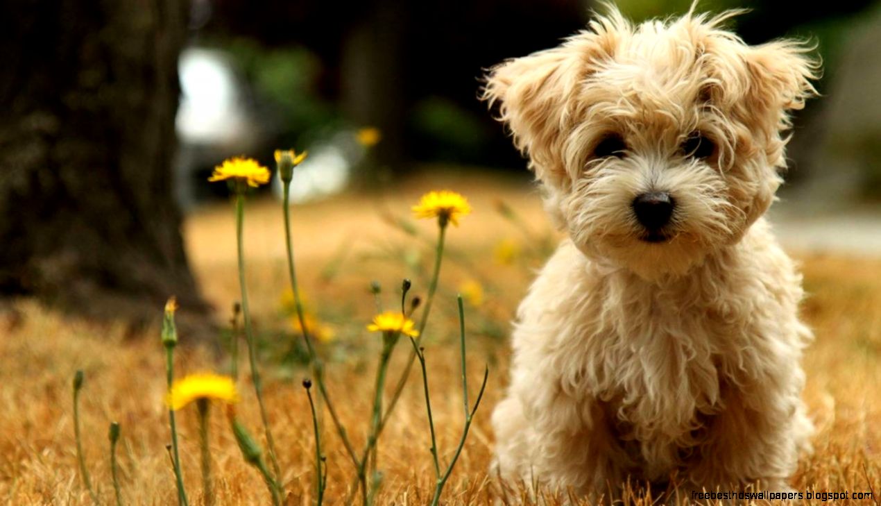 Cute Puppy Dogs Cute Puppy Dogs