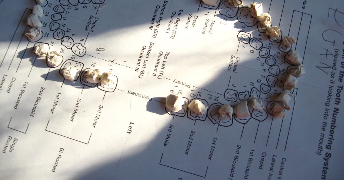 Proverbs 31 Living Learning about teeth