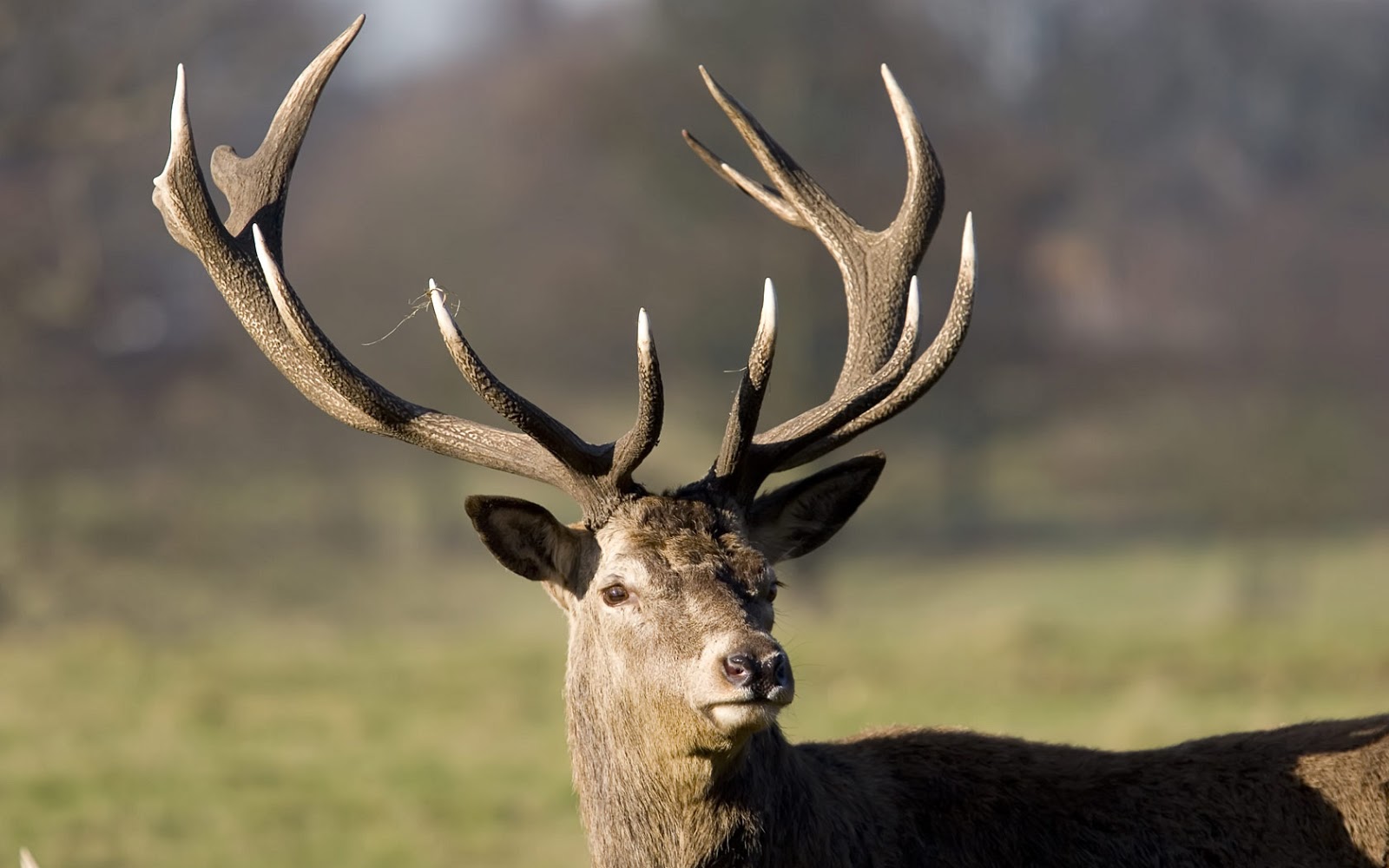 Top 22 Most Beatiful Beautiful DEER Wallpapers In HD