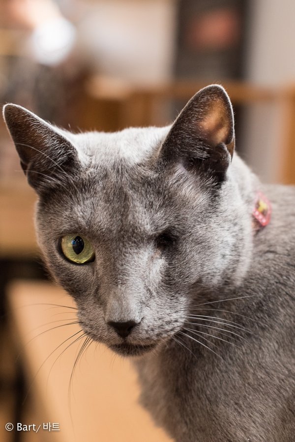 Cats from Seoul South Korea - Traveling Cats - Travel Pictures of Cats