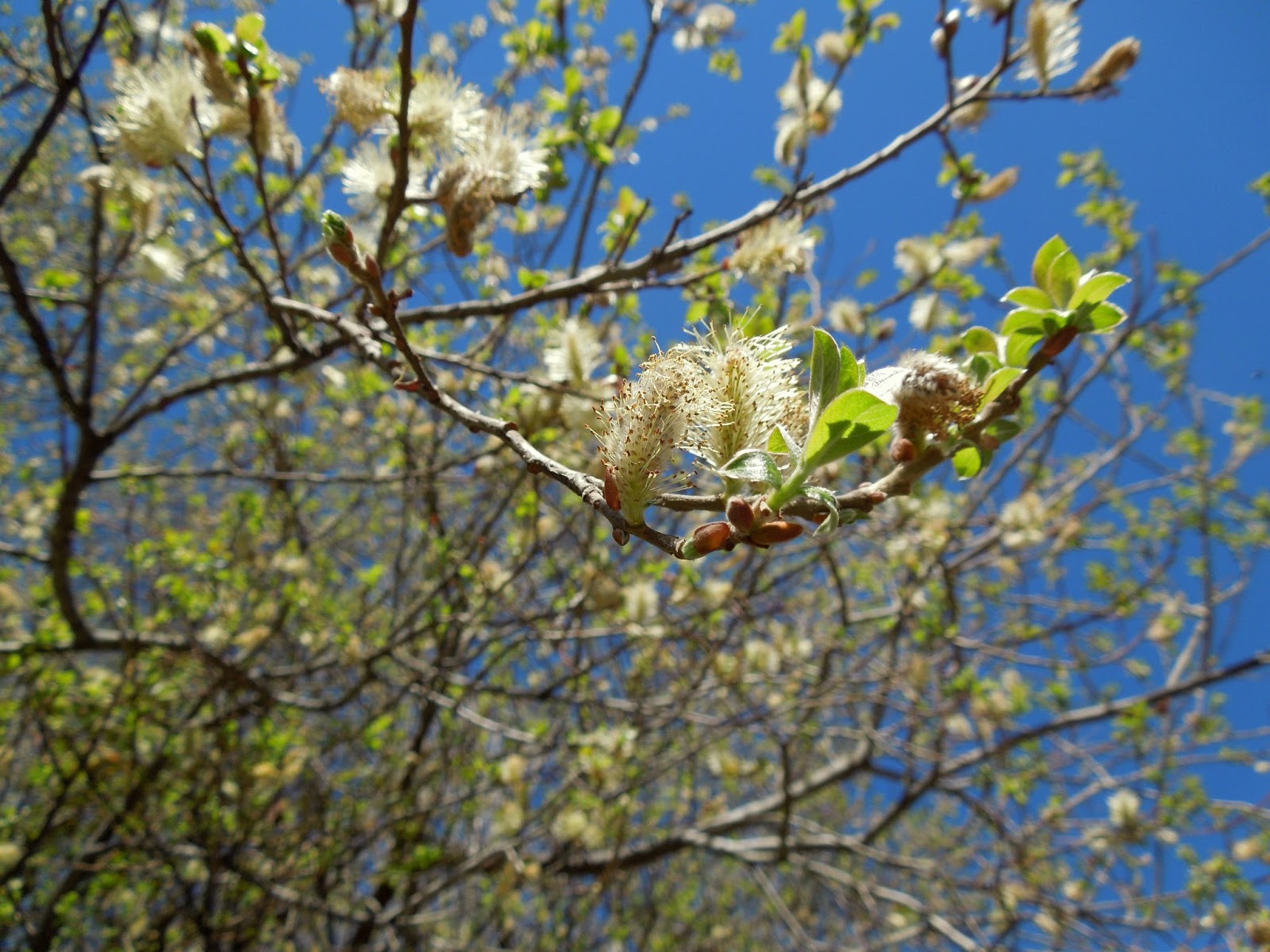 SAUCE BLANCO BOTÀNIC SERRAT