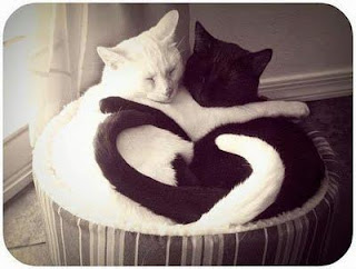 gatos enamorados