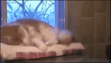 Funny cats - part 185, funny cat gif, cat gif, best cat gifs