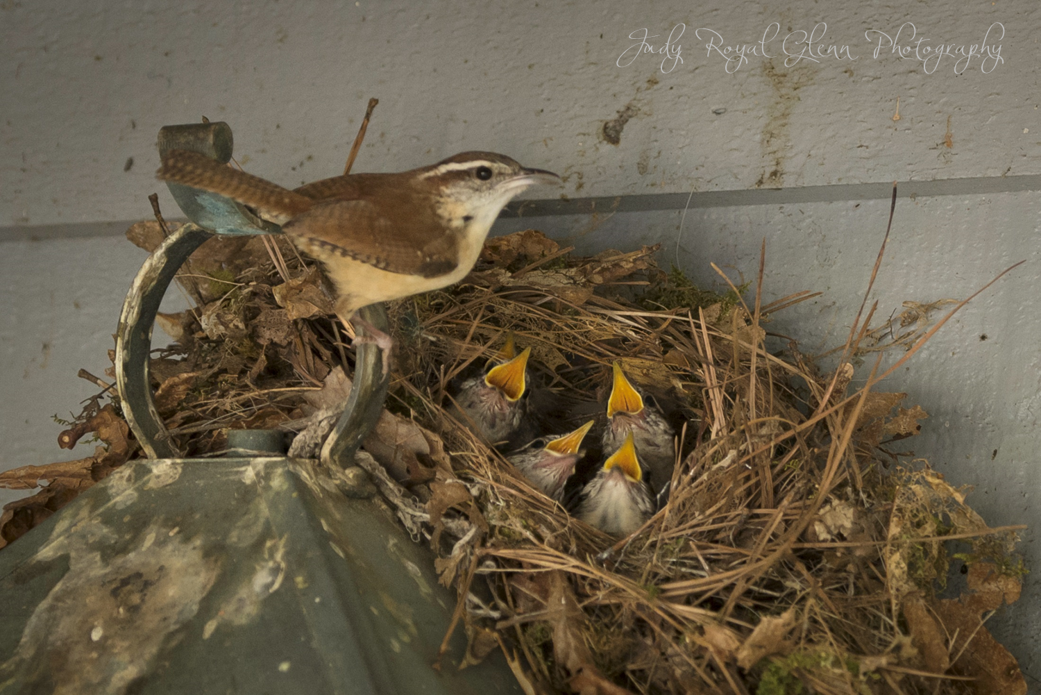7 days to die bird nest 7 days to die bird nest