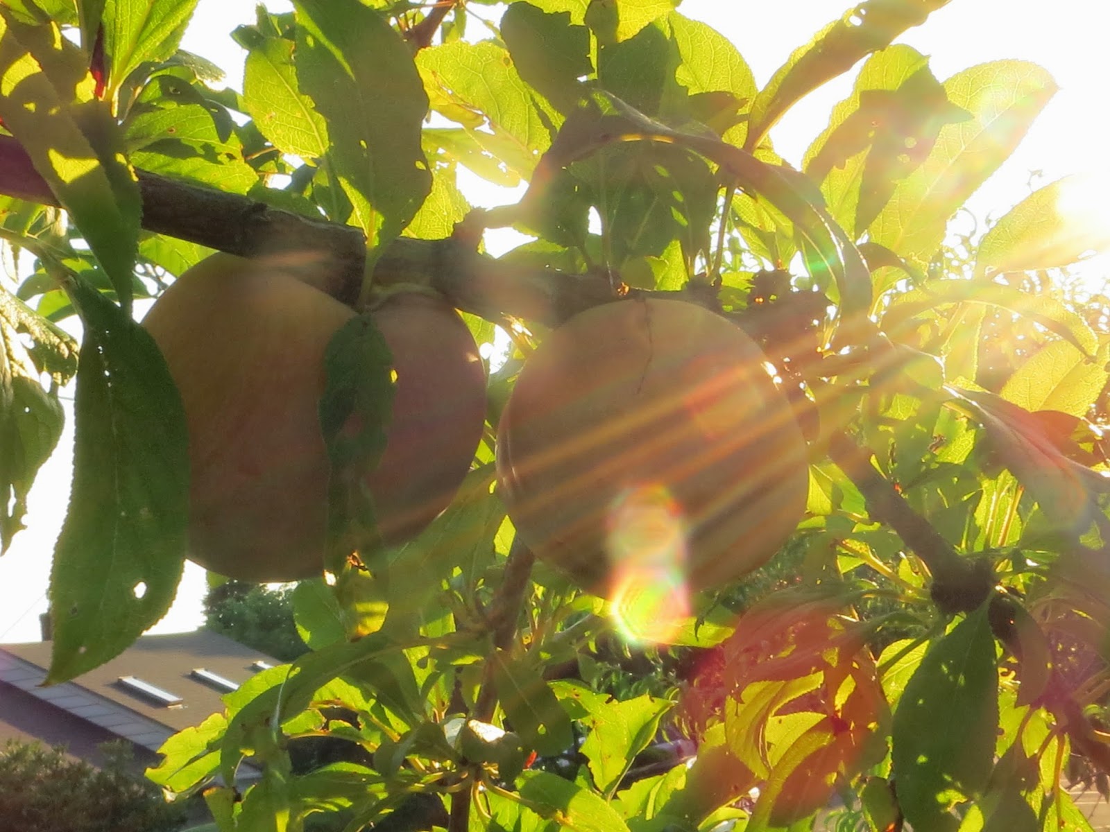 Neighborhood Gardens of Portland Part III