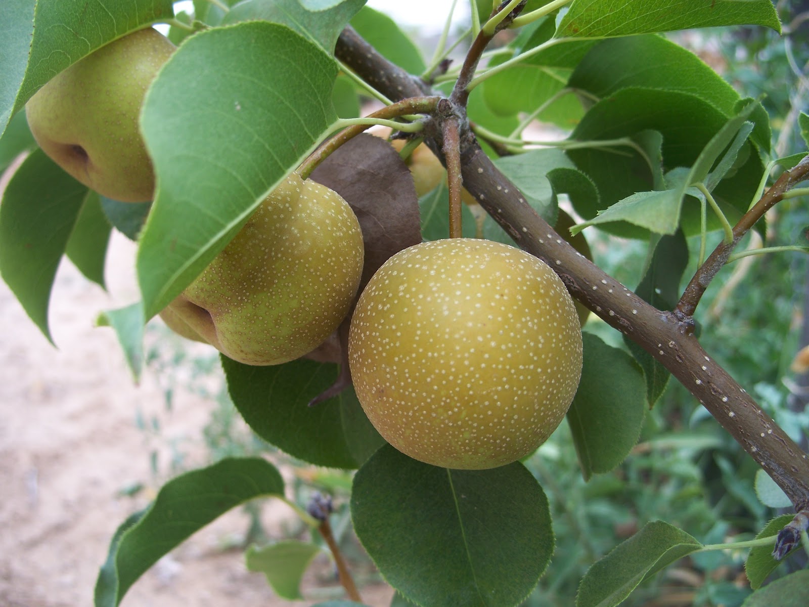 Asian pear tree in kentucky