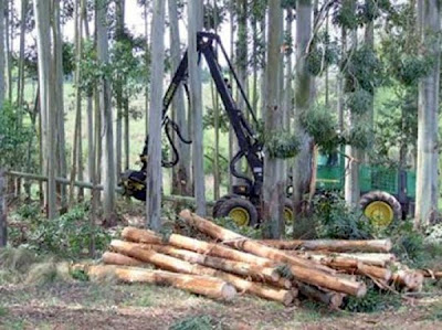 medio ambiente+tala de arboles+ecologia+tierra