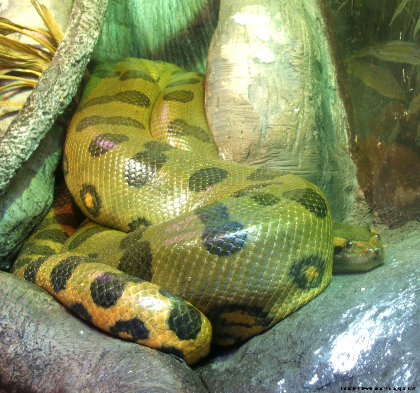 Green Anaconda Snake Green Anaconda Snake