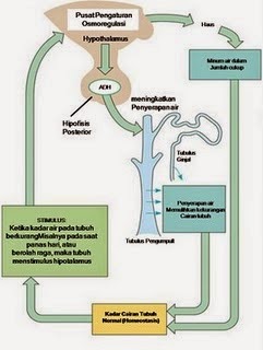 Jelaskan 3 Tahapan Proses Pembentukan Urine dalam Ginjal | Ok Clas