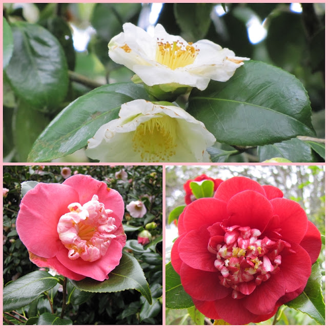 camelias-hollards-nz