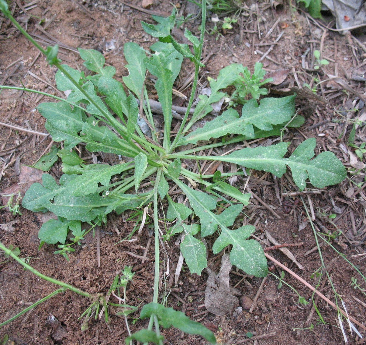 Sensible Survival Edible Wild Plants Shepherd's Purse