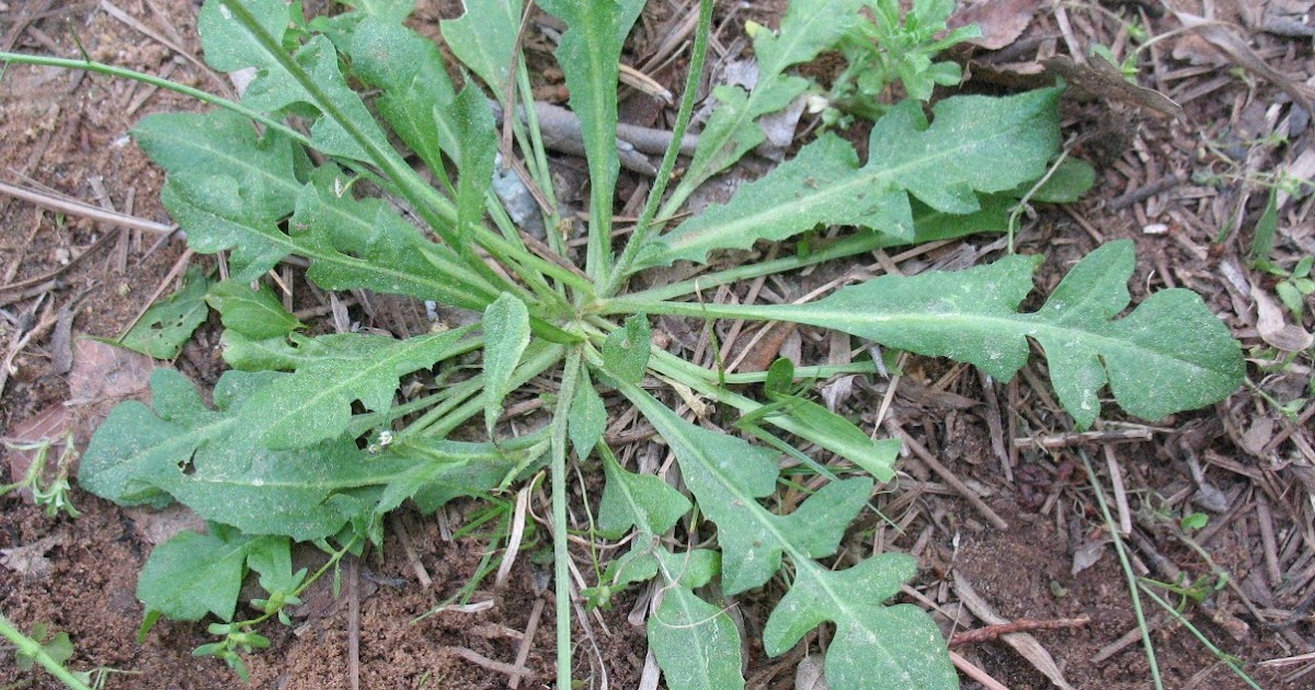 Sensible Survival Edible Wild Plants Shepherd�s Purse
