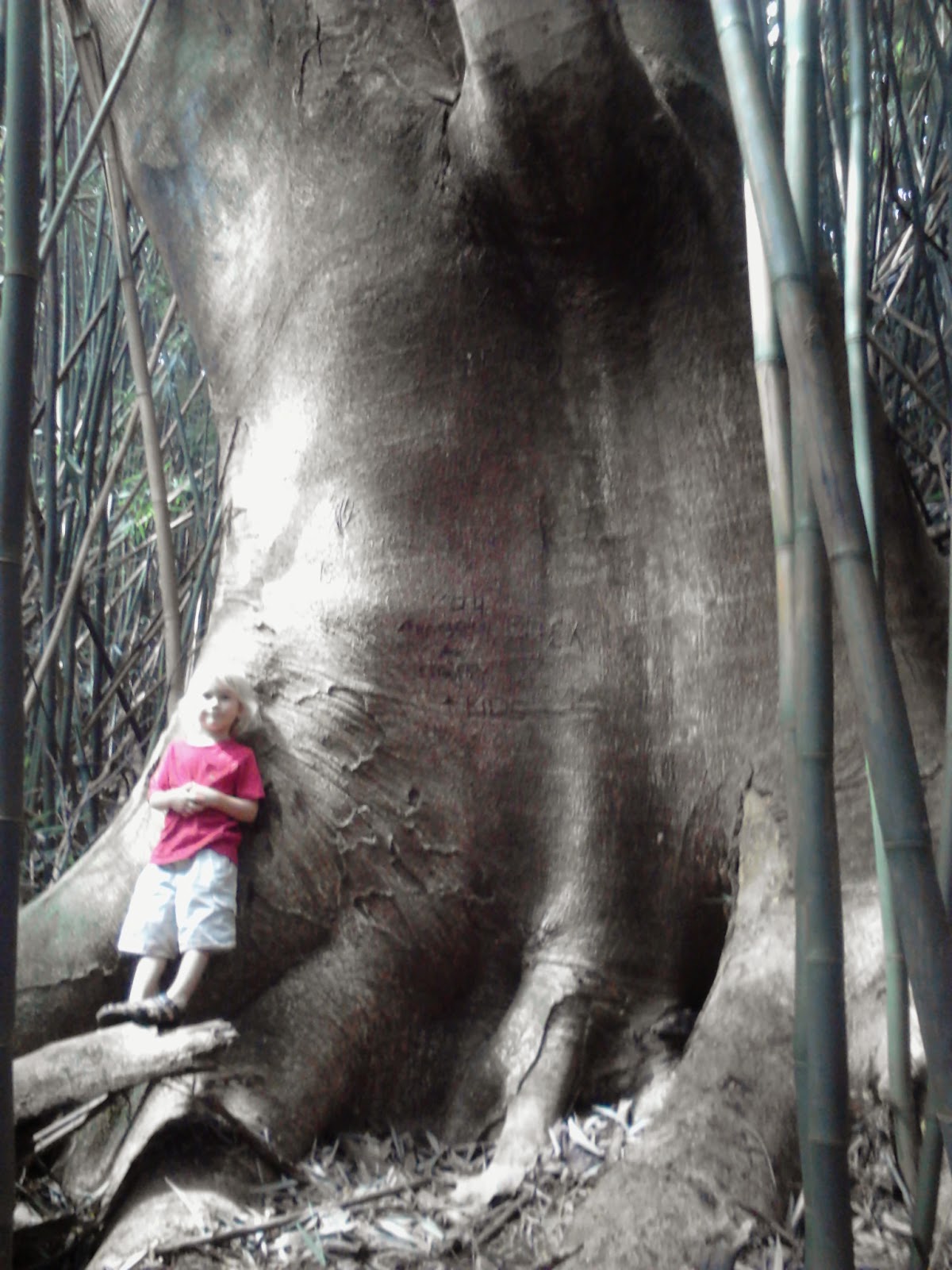 Life On Kauai Hawaiian Invasive Species