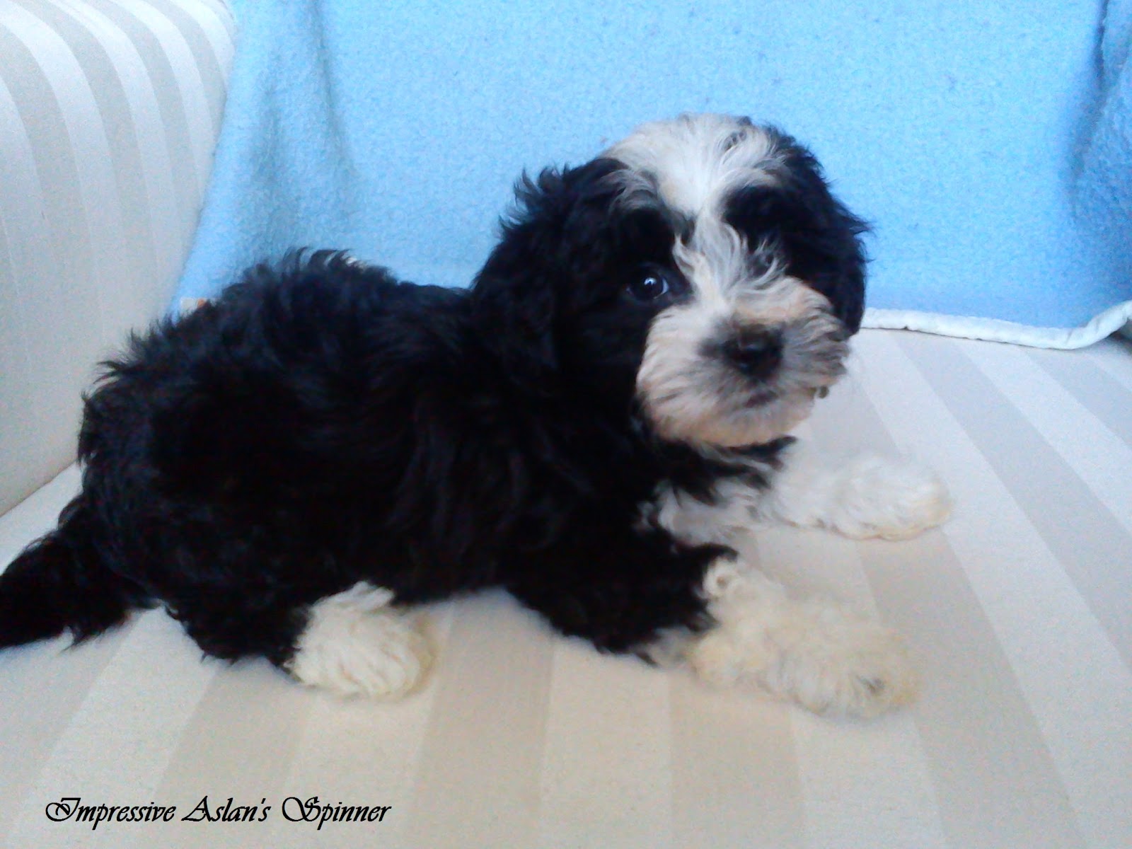 bichon havanese dogs bichon havanese impressive aslan s new pictures bichon bichon havanese dogs bichon havanese impressive aslan s new pictures bichon