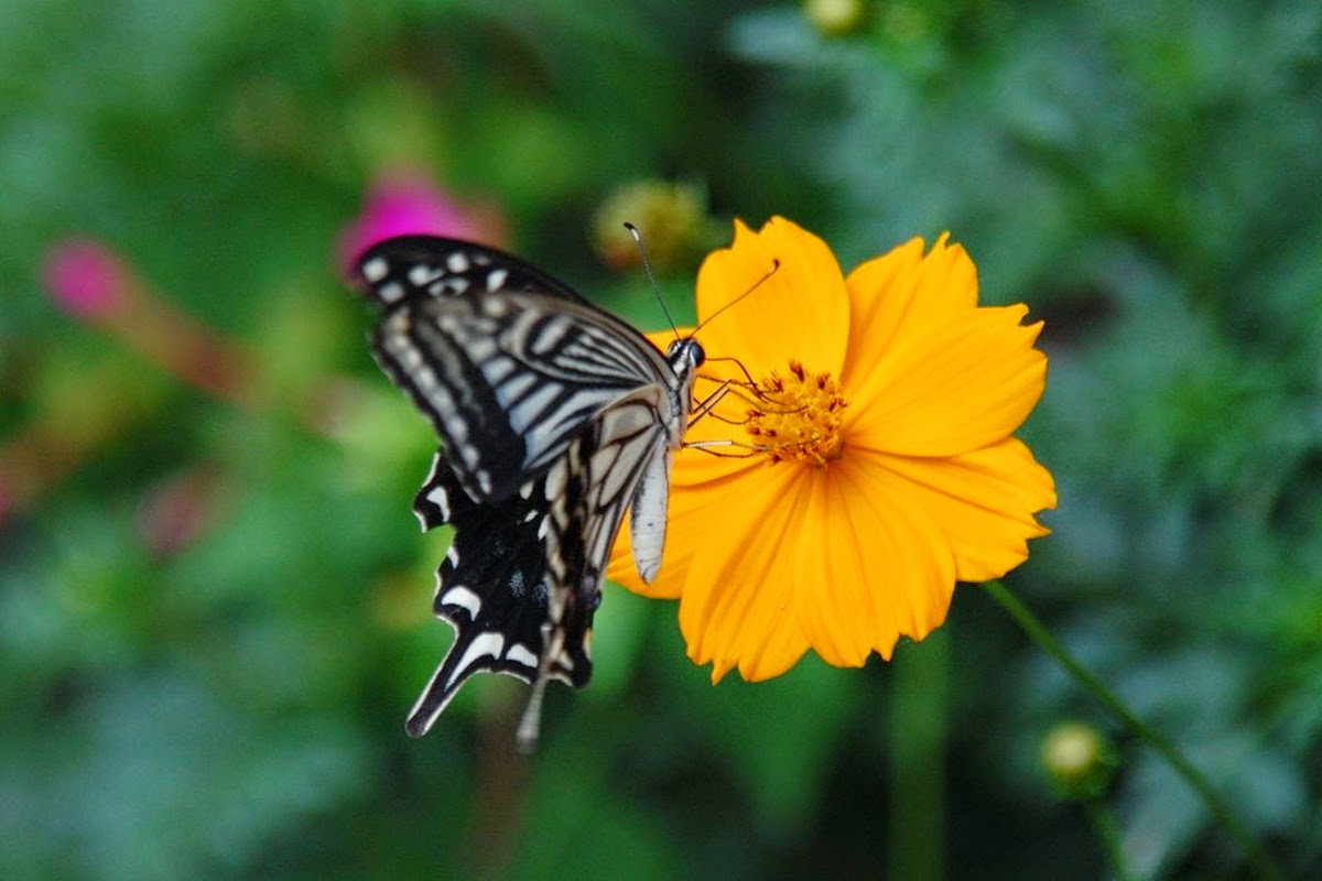 Butterfly Indicators of Ecosystem Change Nature Craze