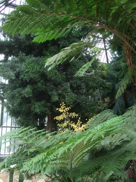 A large Podocarpus salignus at the back