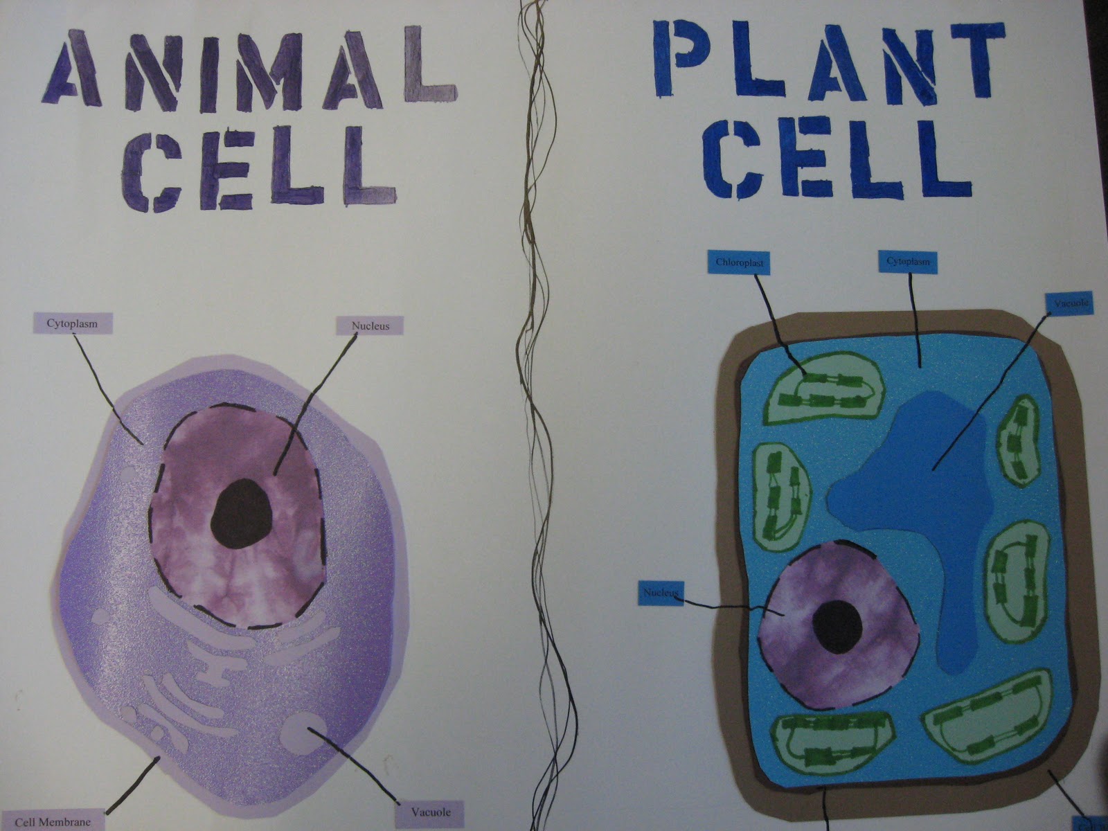 Third Grade Smarties!: Animal and Plant Cells